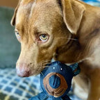 FangFort™ — Tough Play That Keeps Teeth Clean and Tails Wagging