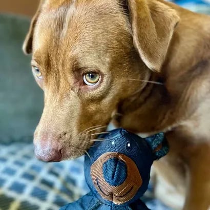 FangFort™ — Tough Play That Keeps Teeth Clean and Tails Wagging