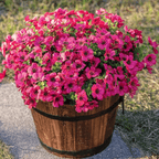 VivaFlora™ — Endless Blooming Beauty That Brightens Every Day Without Effort