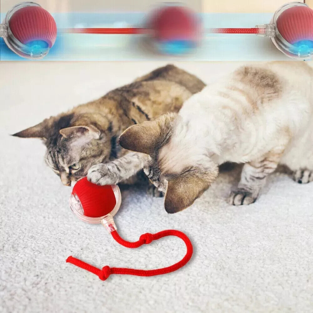 PulsePounce™ — Ignite Your Cat’s Wild Instincts for Hours of Thrilling Play and Healthier Teeth