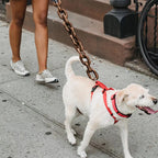 ChicPaw™ — Unleash Stylish Freedom and Confidence on Every Walk