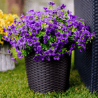 VivaFlora™ — Endless Blooming Beauty That Brightens Every Day Without Effort