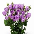 RamiraBloom™ — Ignite Your Garden with Endless Color and Heartfelt Beauty