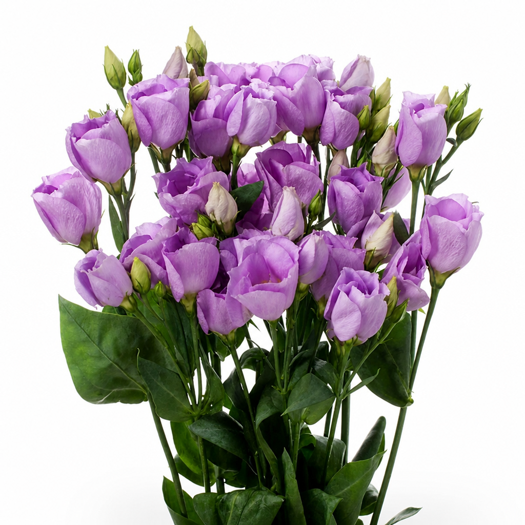 RamiraBloom™ — Ignite Your Garden with Endless Color and Heartfelt Beauty