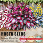 ViraLush™ Rare Hostas Seeds — Turn Shady Spots into Stunning, Effortless Garden Masterpieces