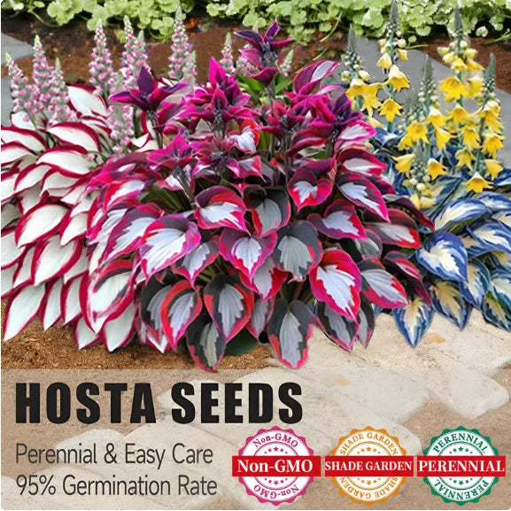 ViraLush™ Rare Hostas Seeds — Turn Shady Spots into Stunning, Effortless Garden Masterpieces