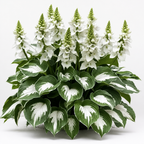 VerdureVibe™ Rare Hosta Seeds — Turn Shady Spots into Your Own Lush, Vibrant Garden Escape