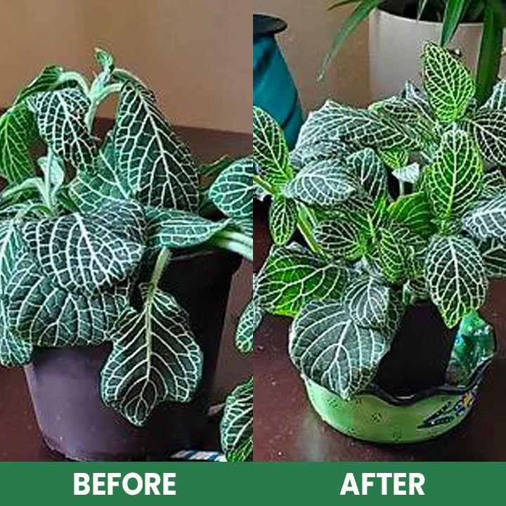 VitaRoot™ — Unlock Rapid, Lush Growth with Effortless, All-Natural Feeding