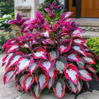 VerdureVibe™ Rare Hosta Seeds — Turn Shady Spots into Your Own Lush, Vibrant Garden Escape