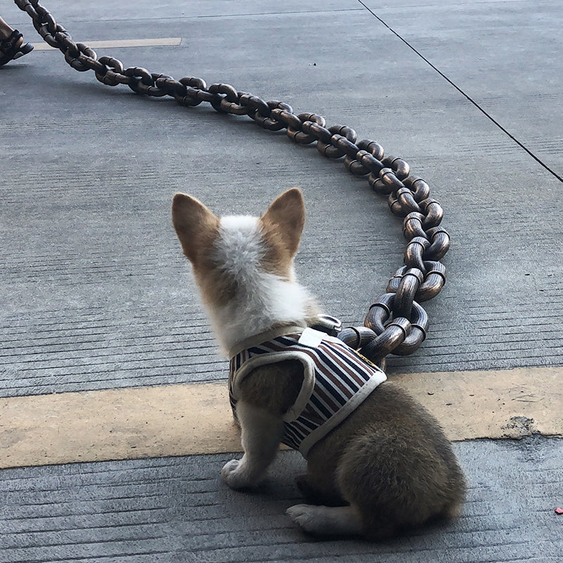 ChicPaw™ — Unleash Stylish Freedom and Confidence on Every Walk