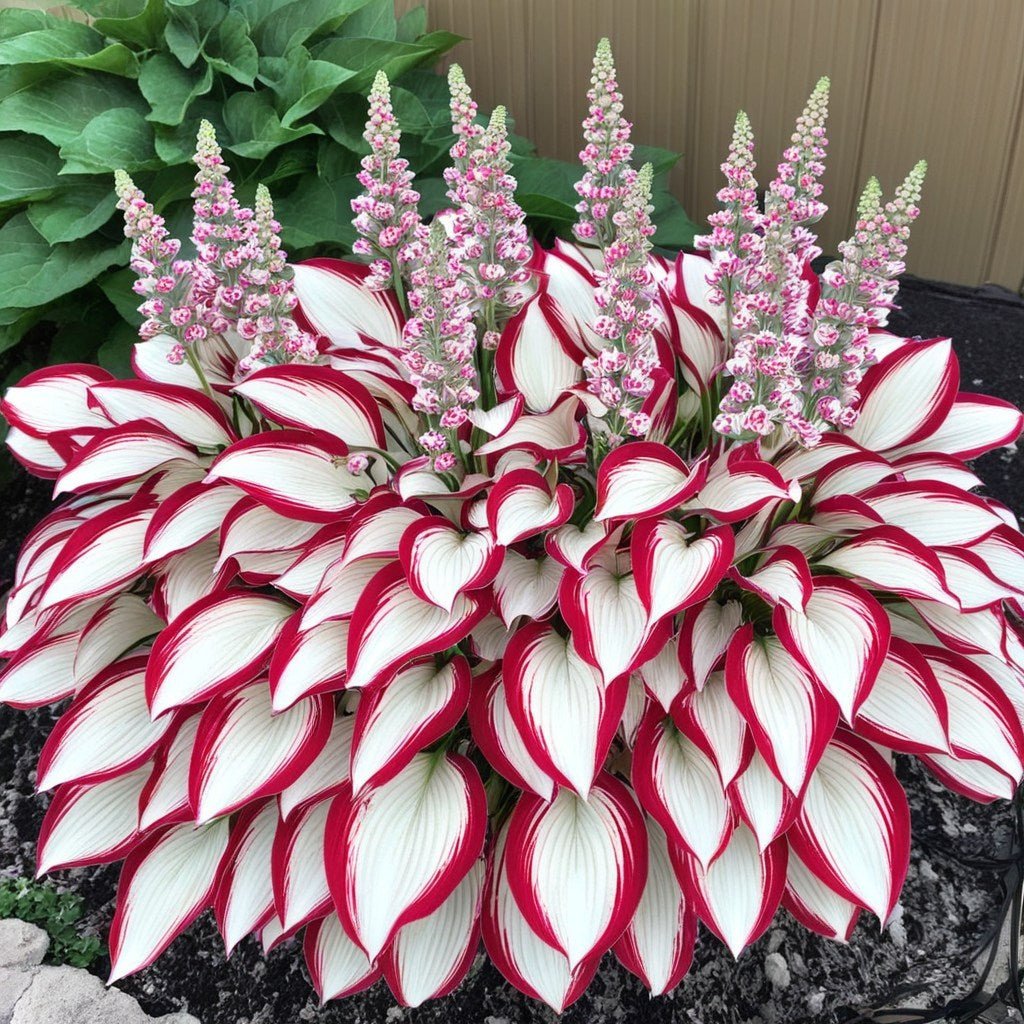ViraLush™ Rare Hostas Seeds — Turn Shady Spots into Stunning, Effortless Garden Masterpieces