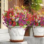 VivaFlora™ — Endless Blooming Beauty That Brightens Every Day Without Effort