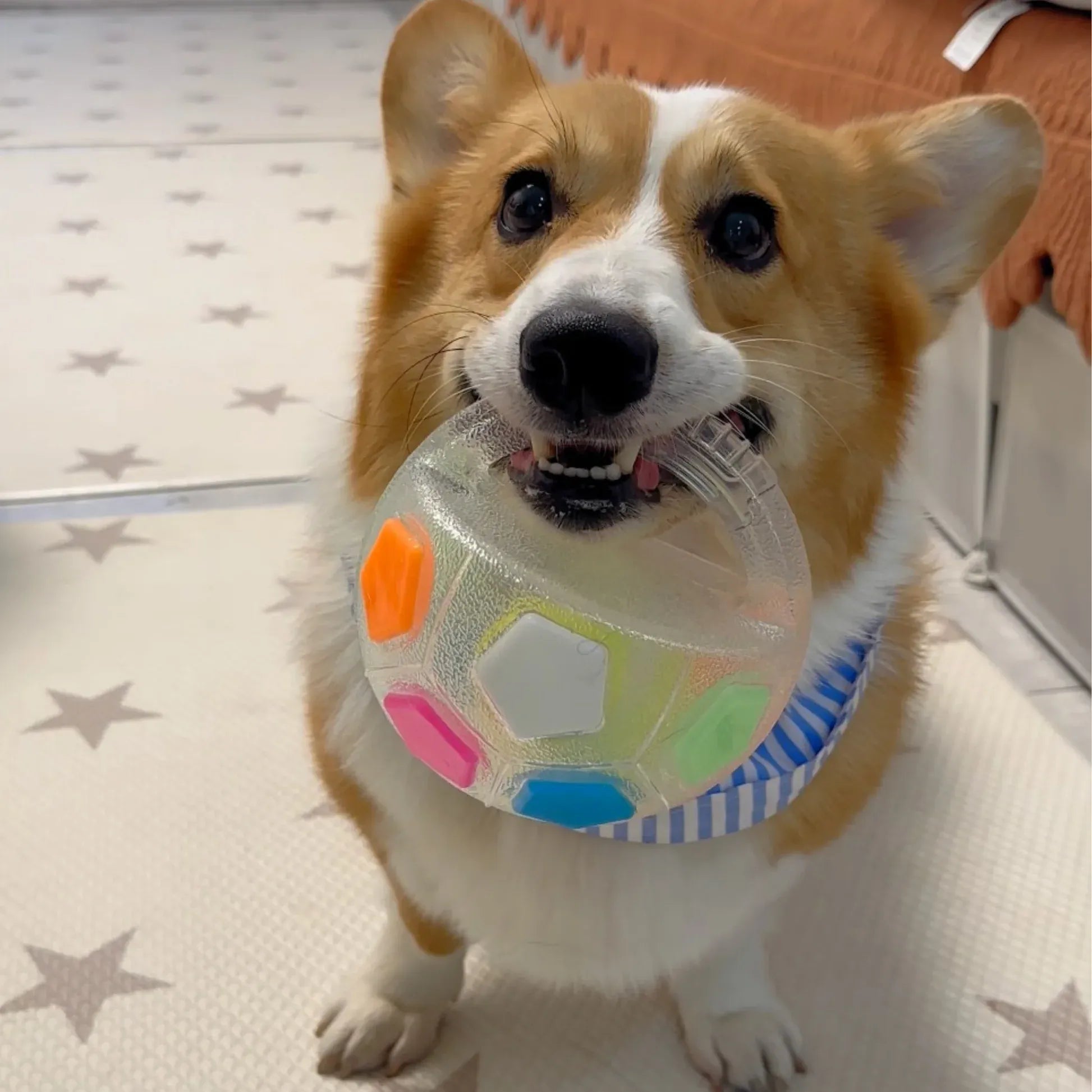 OrbitPup™ — Ignite Your Dog’s Energy and Spark a Healthy, Happy Smile