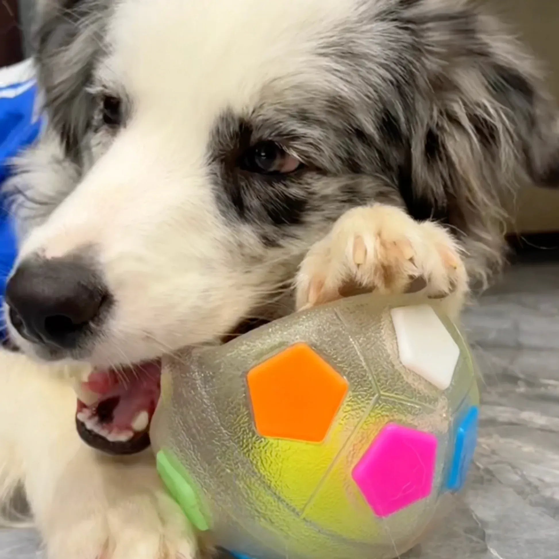 OrbitPup™ — Ignite Your Dog’s Energy and Spark a Healthy, Happy Smile