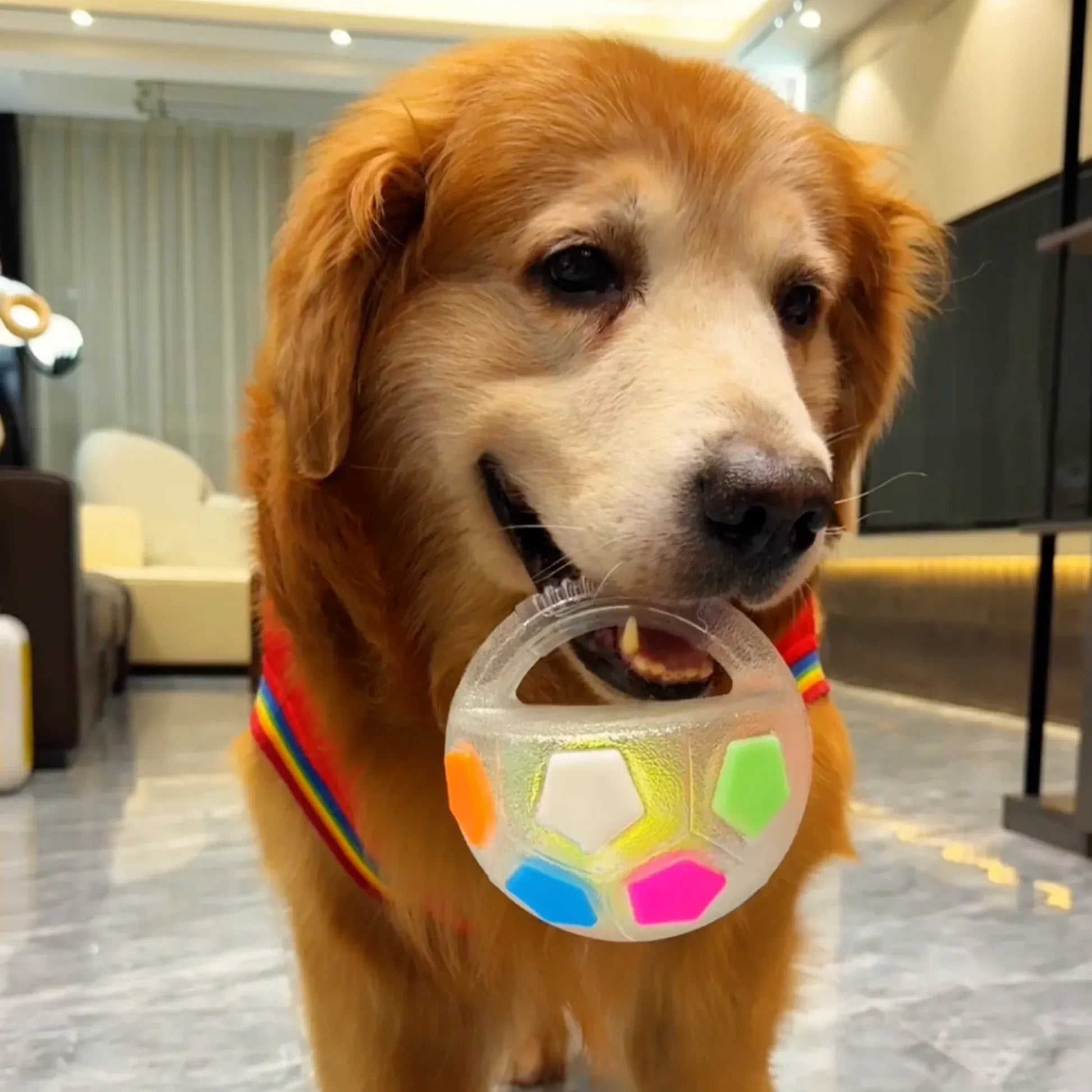OrbitPup™ — Ignite Your Dog’s Energy and Spark a Healthy, Happy Smile